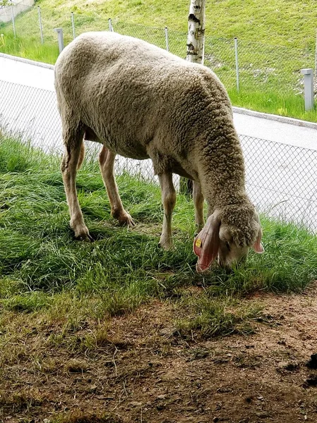 Uma única ovelha ou cabra comer pasto grama — Fotografia de Stock