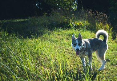 Otların arasında oynayan husky köpek. Yaz, yaşam tarzı ve aktivite c