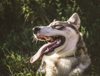 Açık ağız ve dil sticki ile husky köpek Closeup