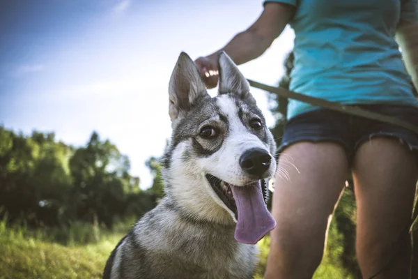 Kamera ya da evcil hayvan sahibi h ile bakarak husky köpek Closeup