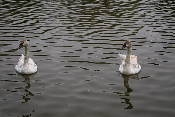 Two swans swimming in lake