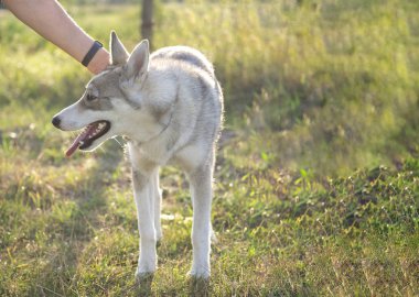 Yeşil çimenler üzerinde husky köpek alay El