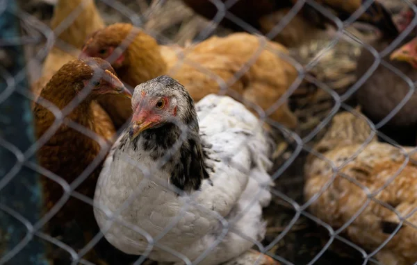 Çiftlikte Tavuk metal ızgara ile kamera bakmak.
