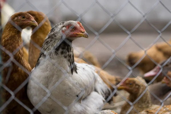 Ckicken çiftlikte metal ızgara ile kameraya bakıyor. Cl