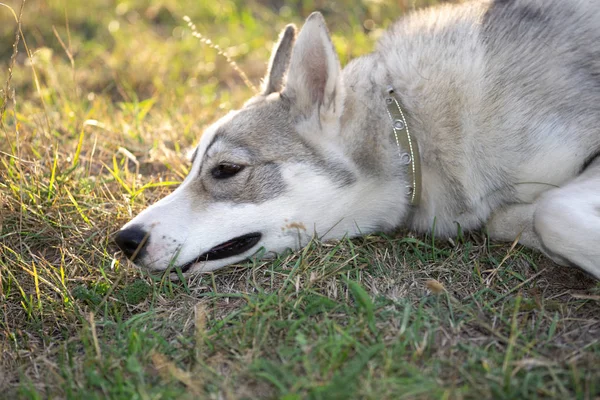 Husky köpek üzüntü ile yeşil çim yerde yatan