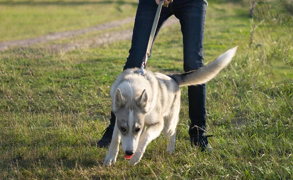 Kız bir tasma üzerinde çalışan husky köpek tutmaya çalışıyor
