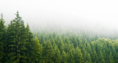 Sabah ları sisle kaplı sisli orman dağlara yerleştirilir o