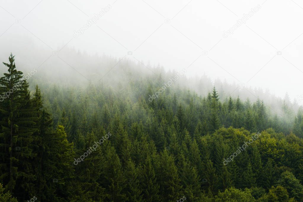 Forest in mountains of town Vsetin (CZ) with top of the trees co