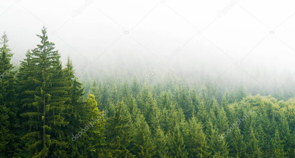 Misty forest covered in fog in the morning placed in mountains o