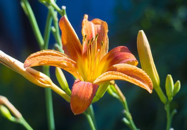 Çiçek güzel turuncu Helios