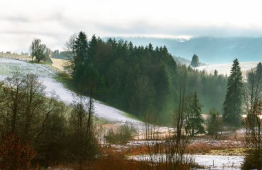 Çam ağaçlarıyla Alpler 'in muhteşem manzarası