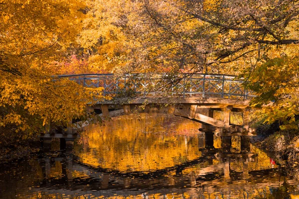 Желтая Осень Парке — стоковое фото