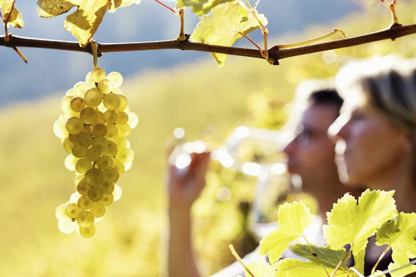 Close-up of bunch of green grapes hanging from vine in vineyard with blured woman and man couple in background holding glases for wine tasting.