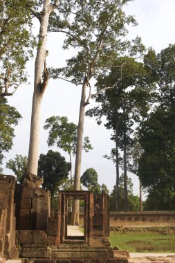 Banteay Srei'de çerçeveli ağaç
