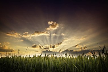 Sunset and cornfield clipart
