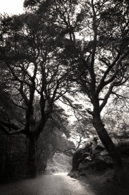 Path in Scottish forest