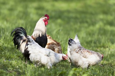 Tavuk ve horoz açık havada.