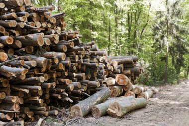 ağaç gövdeleri kesilmiş.