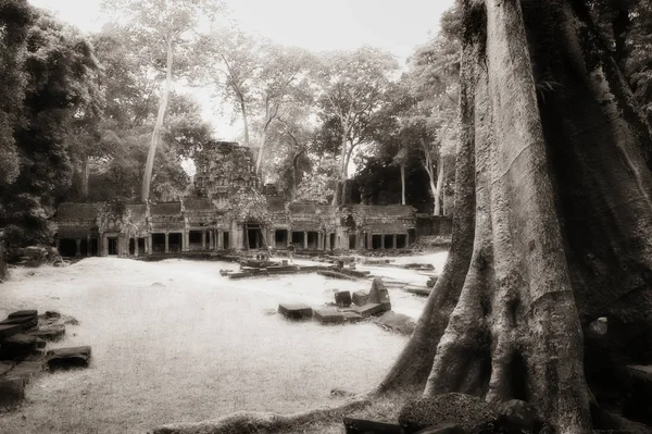 アンコール寺院の木の幹 — ストック写真