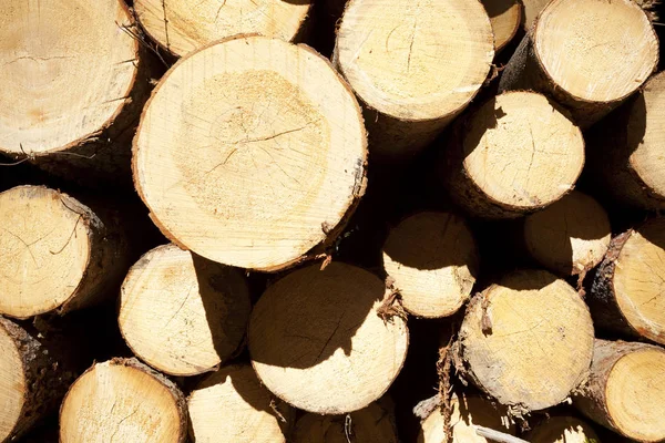 Fechar a pilha de tronco de árvore . — Fotografia de Stock
