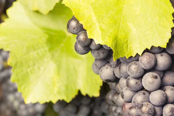 Bando de uvas vermelhas em videira — Fotografia de Stock