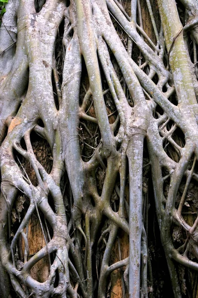 アンコールの木の根 — ストック写真