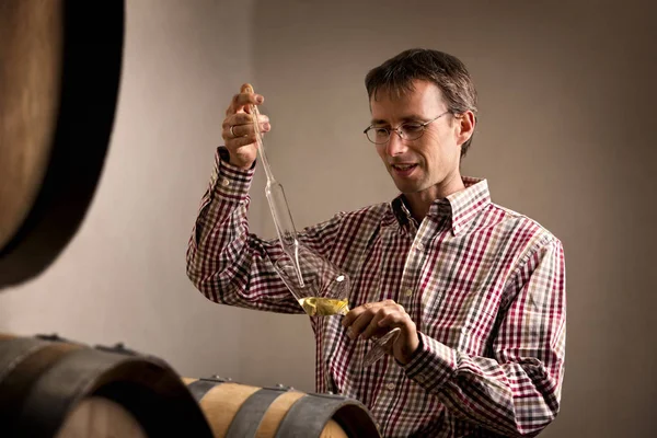 Vintner mahzende beyaz şarap örneği alıyor..