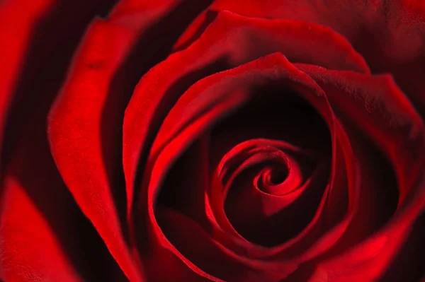 Red rose — Stock Photo, Image