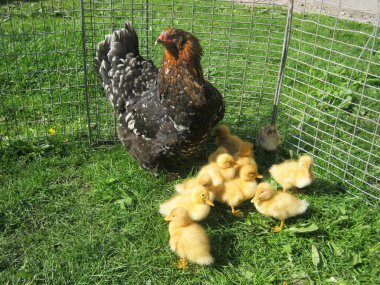 Köyde ördek yavrusuyla tavuk