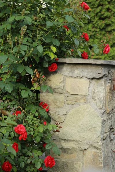 Rose bush hedge and stone fence