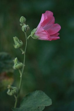 Çiçek açtı bahçede.