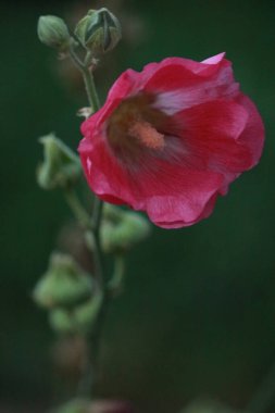 Çiçek açtı bahçede.