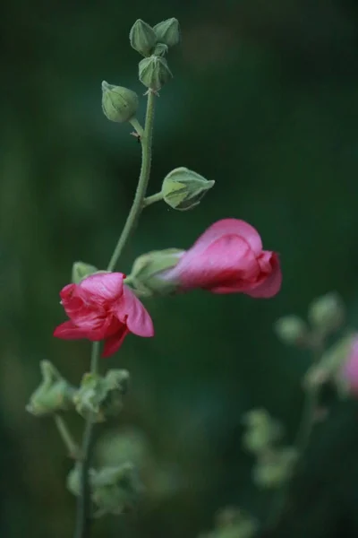 Flor Malva Floresceu Jardim — Fotografia de Stock