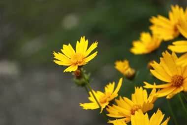 Bir kadife çiçeğinin makro fotoğrafı (Calendula arvensis)