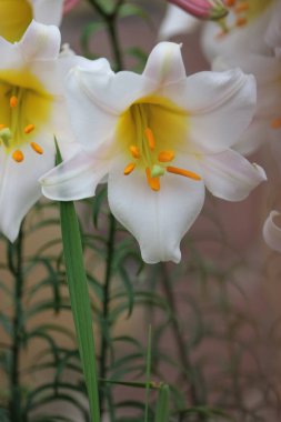 Bahçede yetişen güzel kokulu zambak çiçeği