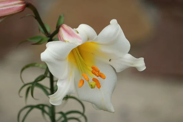 Pachnący Kwiat Lilii Rosnący Ogrodzie — Zdjęcie stockowe