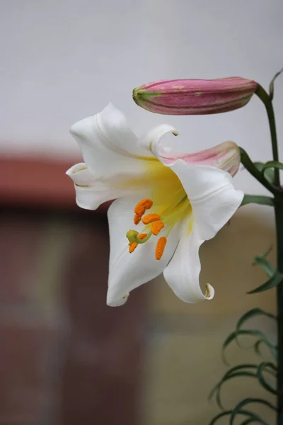 Pachnący Kwiat Lilii Rosnący Ogrodzie — Zdjęcie stockowe