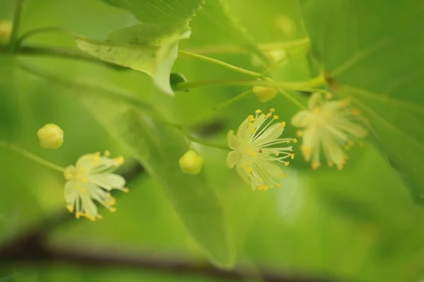 Blooming Linden Tree Garden — Stock Photo, Image