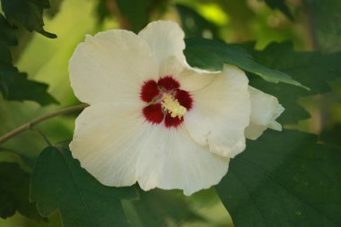 Bahçede beyaz soğan çiçekleri var.