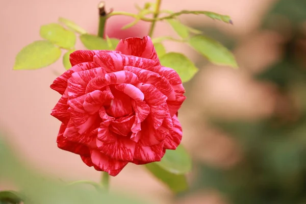 Rosa Rayas Floreciendo Jardín — Foto de Stock