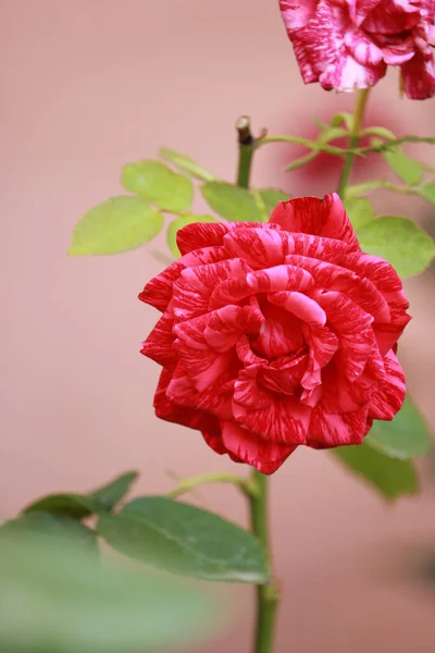 Rosa Rayas Floreciendo Jardín — Foto de Stock