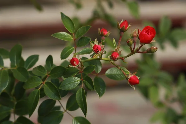 Декоративная Алая Роза Цветет Саду — стоковое фото