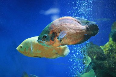 Akvaryum tatlı su yırtıcı balık akvaryumu Astronotus