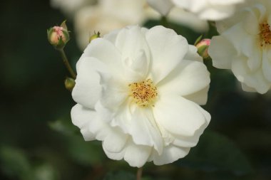 Bahçede açan beyaz çay gülü