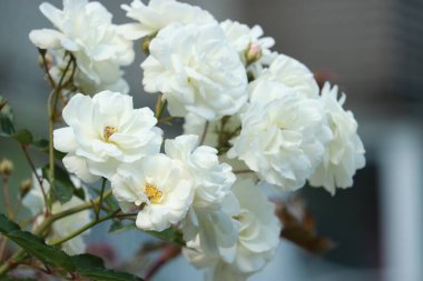 Bahçede açan beyaz çay gülü