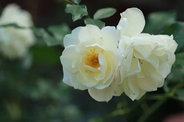 Rosa Bianca Del Che Fiorisce Nel Giardino — Foto Stock