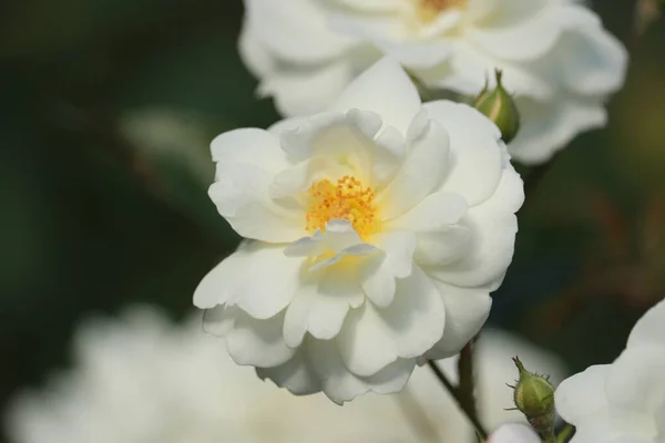 White Tea Rose Blooming Garden — Stock Photo, Image