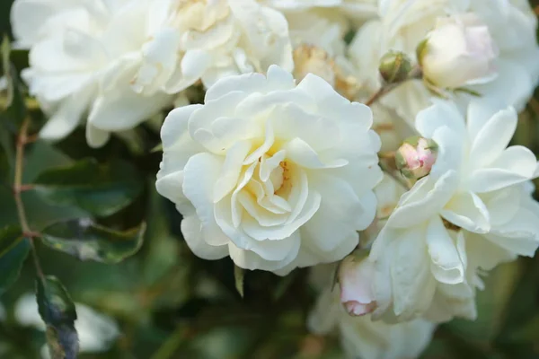 Chá Branco Rosa Florescendo Jardim — Fotografia de Stock