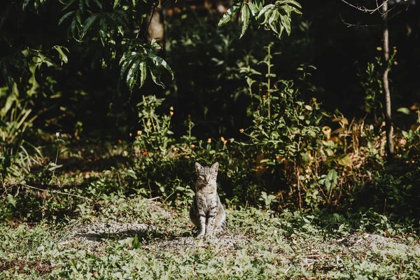 Один Сірий Таббі Кіт Сидить Зеленому Саду Посеред Зображення Дивлячись — стокове фото