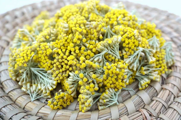 Immortelle flowers picked from garden, Helichrysum arenarium background — Stock Photo, Image